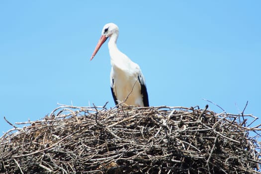 The white stork (Ciconia ciconia) is a large bird in the stork family Ciconiidae