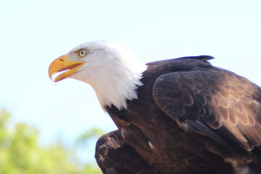 Detailed view of a bald eagle (Haliaeetus leucocephalus)