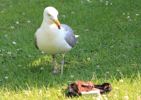 The European herring gull (Larus argentatus) is a large gull. One of the best known of all gulls along the shores of western Europe, it was once abundant.