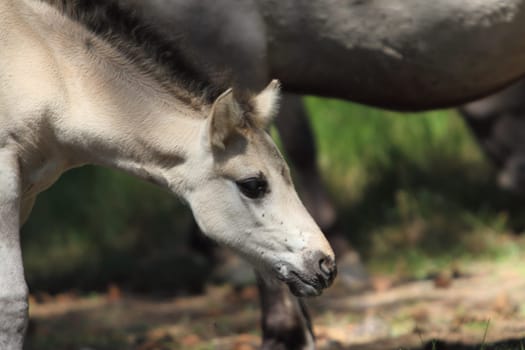 The Konik (Polish: konik polski or konik biłgorajski) or the Polish primitive horse is a small, semi-feral horse, originating in Poland