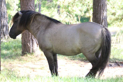 The Konik (Polish: konik polski or konik biłgorajski) or the Polish primitive horse is a small, semi-feral horse, originating in Poland