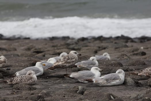 The European herring gull (Larus argentatus) is a large gull. One of the best known of all gulls along the shores of western Europe, it was once abundant.