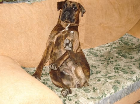 Dog, pet of all people. The dog breed boxer. A funny pet.