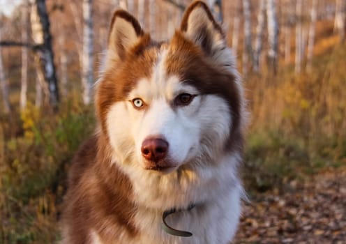 Dog, a pet of all a people.