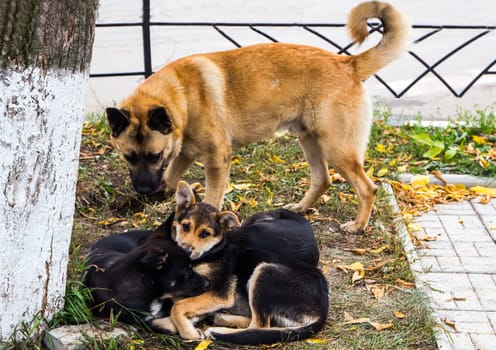 Shepherd Dog breed. Fun and clever pet.