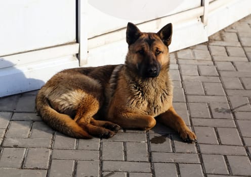 Shepherd Dog breed. Fun and clever pet.
