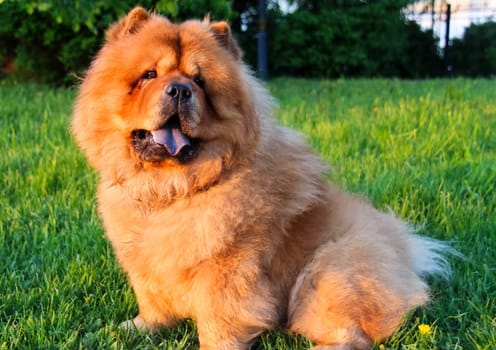 Dog, a pet of all a people.
