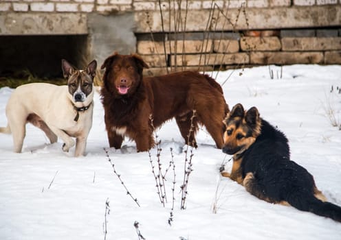 Dog, pet of all people. Dog in winter snow. Street dog walking.
