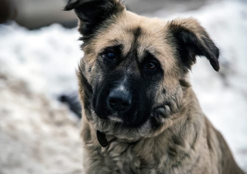 Dog, a pet of all a people.