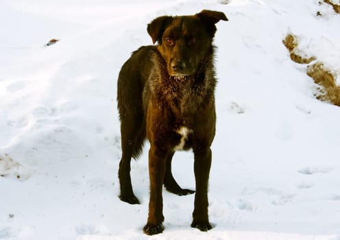 Dog, pet of all people. Dog in winter snow. Street dog walking.