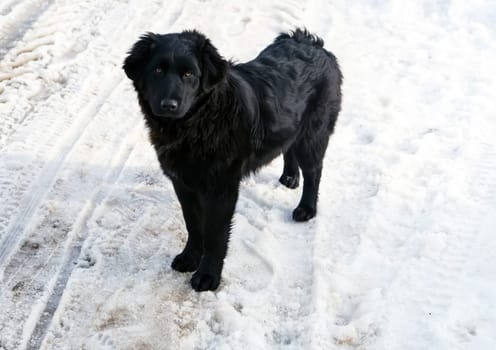 Dog, pet of all people. Dog in winter snow. Street dog walking.