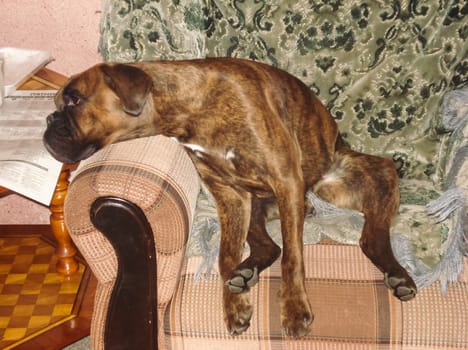 Dog, pet of all people. The dog breed boxer. A funny pet.