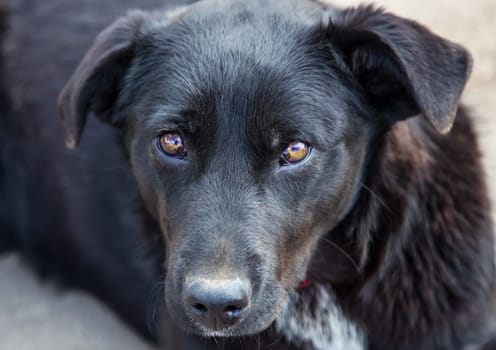 Dog, a pet of all a people.