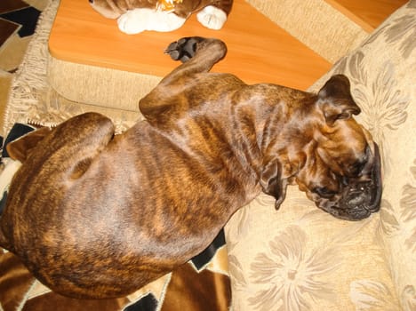 Dog, pet of all people. The dog breed boxer. A funny pet.