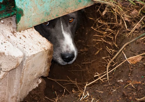 Dog, a pet of all a people.