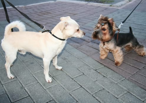 Dog, pet of all people. A dog on a leash.