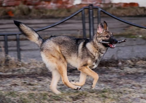 Shepherd Dog breed. Fun and clever pet.