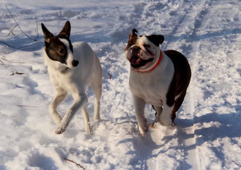 Dog, pet of all people. Dog in winter snow. Street dog walking.