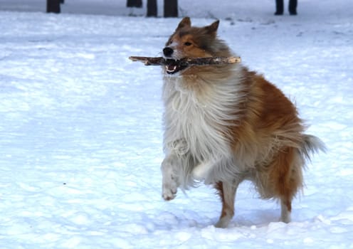 Dog, pet of all people. Dog in winter snow. Street dog walking.