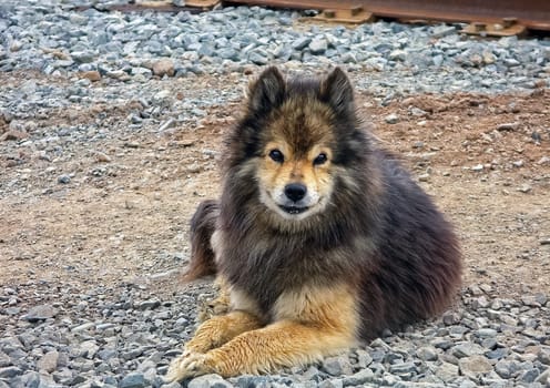 Dog, a pet of all a people.