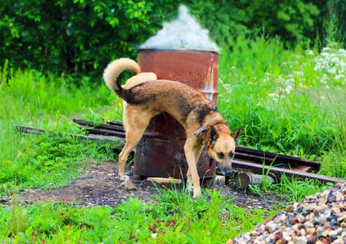 Shepherd Dog breed. Fun and clever pet.
