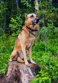 Shepherd Dog breed. Fun and clever pet.