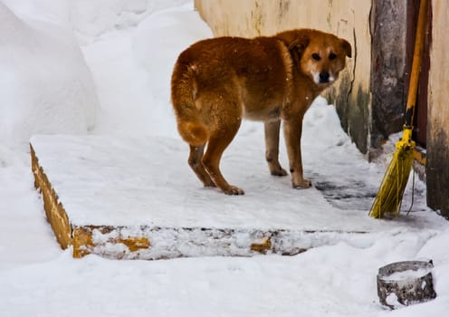 Dog, pet of all people. Dog in winter snow. Street dog walking.
