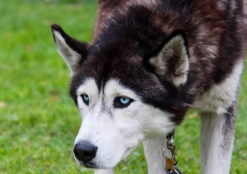 Dog, a pet of all a people.