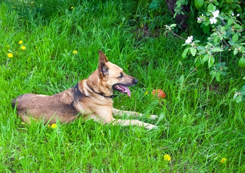 Shepherd Dog breed. Fun and clever pet.