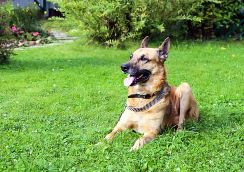 Shepherd Dog breed. Fun and clever pet.