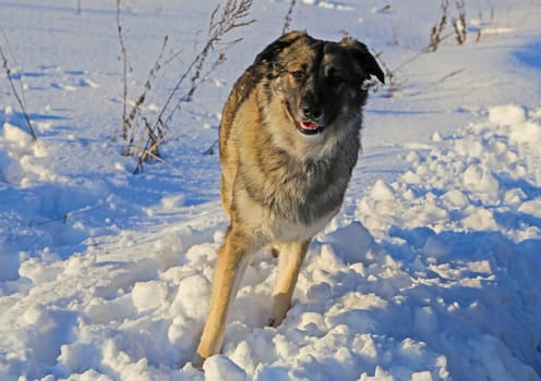 Dog, pet of all people. Dog in winter snow. Street dog walking.