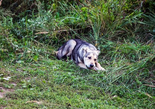Dog, a pet of all a people.