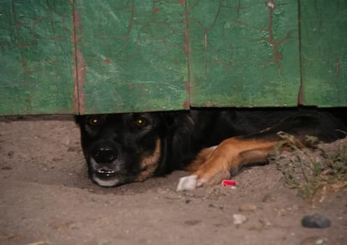 Dog, a pet of all a people.
