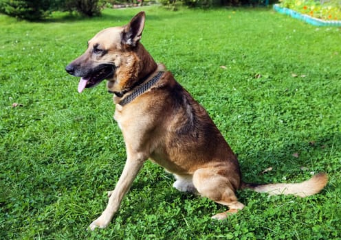 Shepherd Dog breed. Fun and clever pet.
