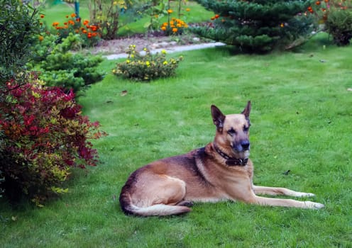 Shepherd Dog breed. Fun and clever pet.
