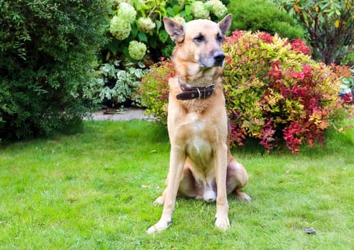 Shepherd Dog breed. Fun and clever pet.