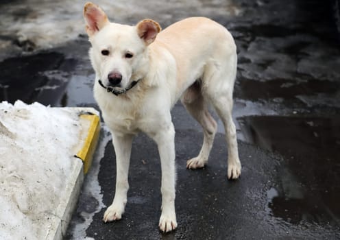 Dog, a pet of all a people.