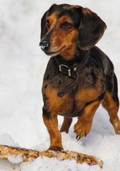 Dog, a pet of all a people.