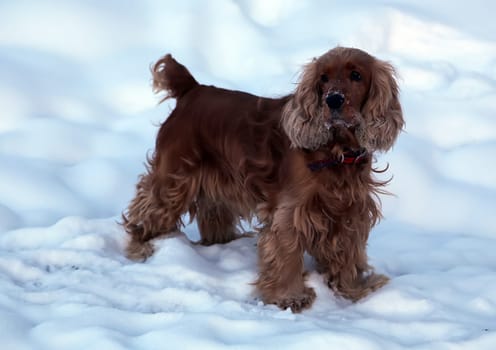Dog, pet of all people. Dog in winter snow. Street dog walking.
