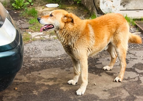 Dog, a pet of all a people.