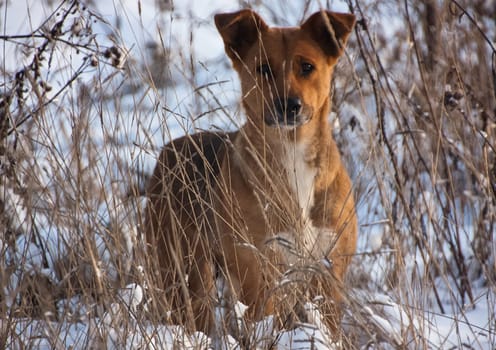 Dog, a pet of all a people.