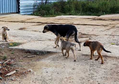 Dog, pet of all people. dog Puppies