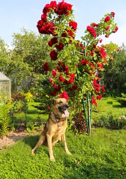 Shepherd Dog breed. Fun and clever pet.