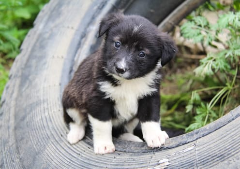 Dog, pet of all people. dog Puppies