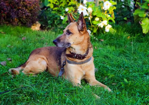 Shepherd Dog breed. Fun and clever pet.