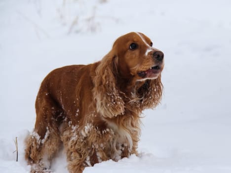 Dog, pet of all people Dog, pet of all people