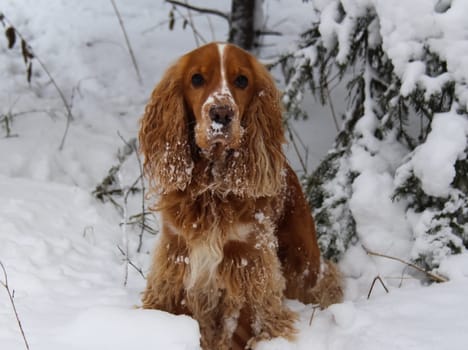 Dog, pet of all people. Dog in winter snow. Street dog walking.