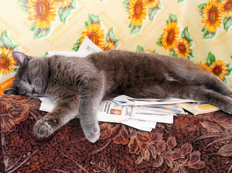 a Cats, lovely fluffy a pets. kitten