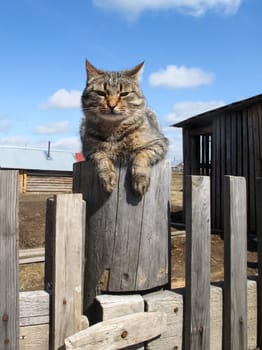 a Cats, lovely fluffy a pets. kitten