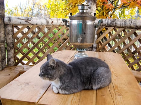 a Cats, lovely fluffy a pets. kitten